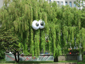 eyes in tree in Bristol