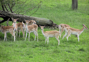 Deer in Avon Valley Wild Life Park
