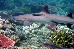 Shark in Coral Reef