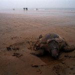 sand beaches in India