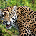 Costa Rica Tiger